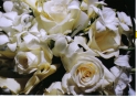 D&N_bouquet